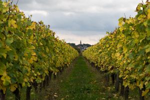 Photographie de vignes.