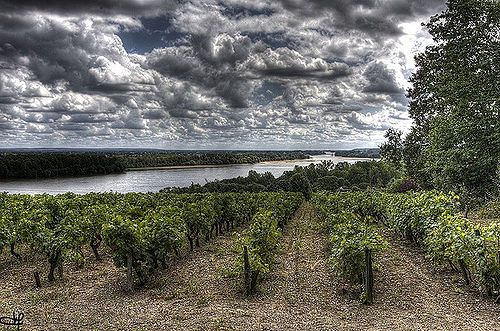 Paysage du côté du Thoureil, entre Angers et Saumur.