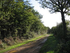 Chemin des charbonniers