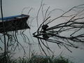 Castor angers maine 2013-1.jpg