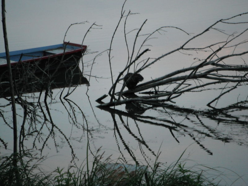 Fichier:Castor angers maine 2013-1.jpg