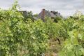 Savennieres epire coulee de serrant 2024-0962.JPG