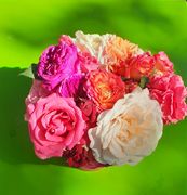 Cheminsrose 110954b.jpg