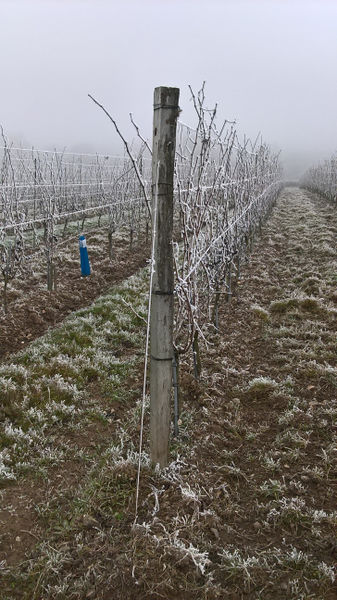 Fichier:Anjou givre 20161231 f.jpg