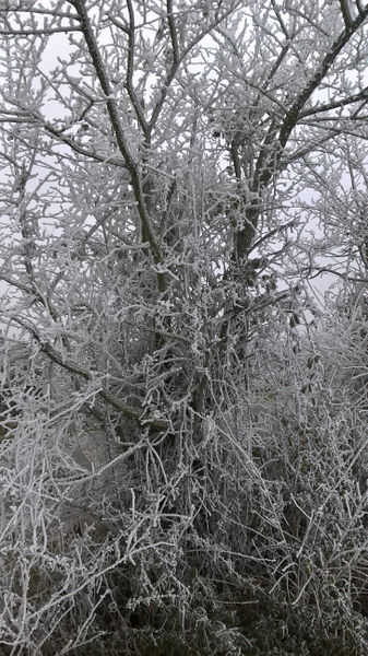 Fichier:Anjou givre 20161231 m.jpg