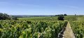Vignes saintaubin r20-41.jpg
