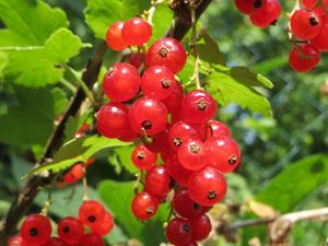Photographie du Ribes rubrum.