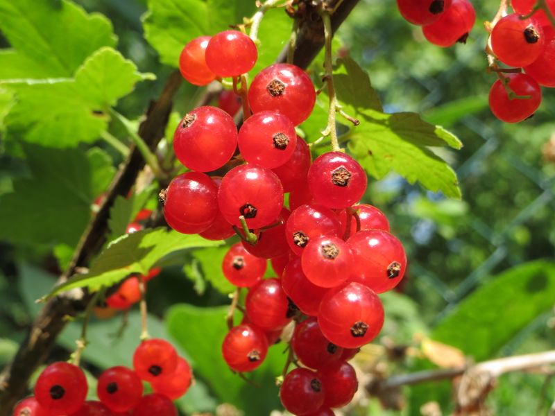 Fichier:Ribes rubrum 2014 sarrebruck.jpg