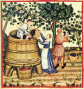 Termes de viticulture.