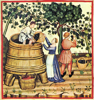 Vendangeurs angevins au Moyen Âge.