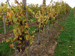 Coteauxdulayon saintaubindeluigne 2013-2.jpg