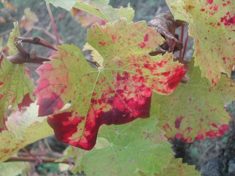 Fichier:Vigne feuille-2004a.jpg