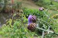 Chemille camifolia 1481.JPG