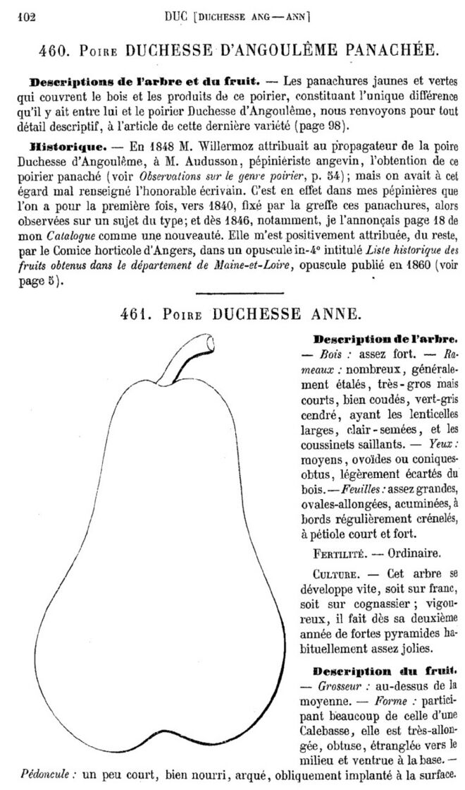 Page 102 du second tome du Dictionnaire de pomologie.