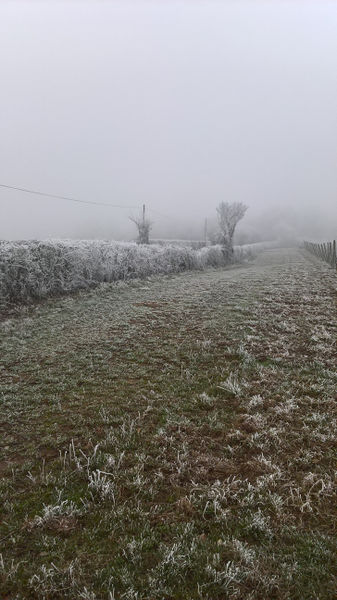 Fichier:Anjou givre 20161231 i.jpg
