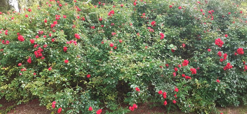 Fichier:Cheminsrose 101514.jpg