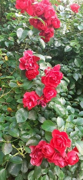 Fichier:Cheminsrose 101532.jpg