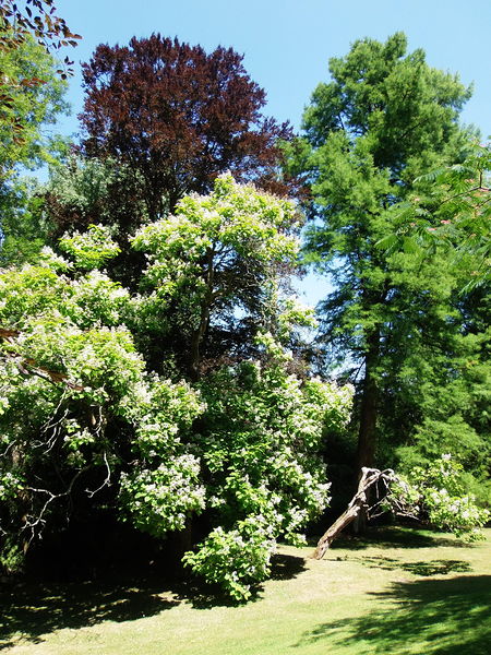 Fichier:Maulevrier parc oriental -2015e.jpg