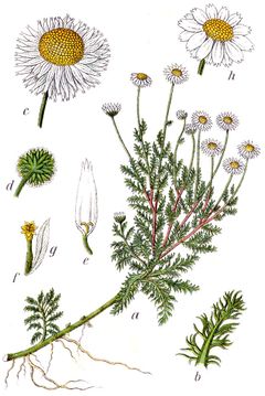 Illustration de la Camomille romaine.