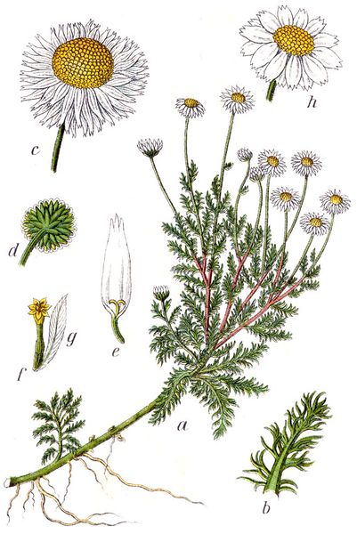 Fichier:Chamaemelum nobile - Sturm 1796.jpg