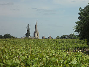 Photographie de vignes à Savennières.